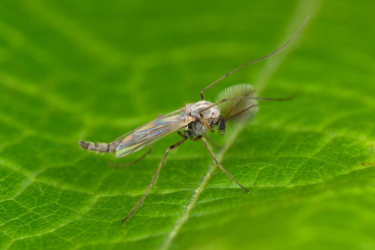 Гусеница палочник бабочка чехлоноска