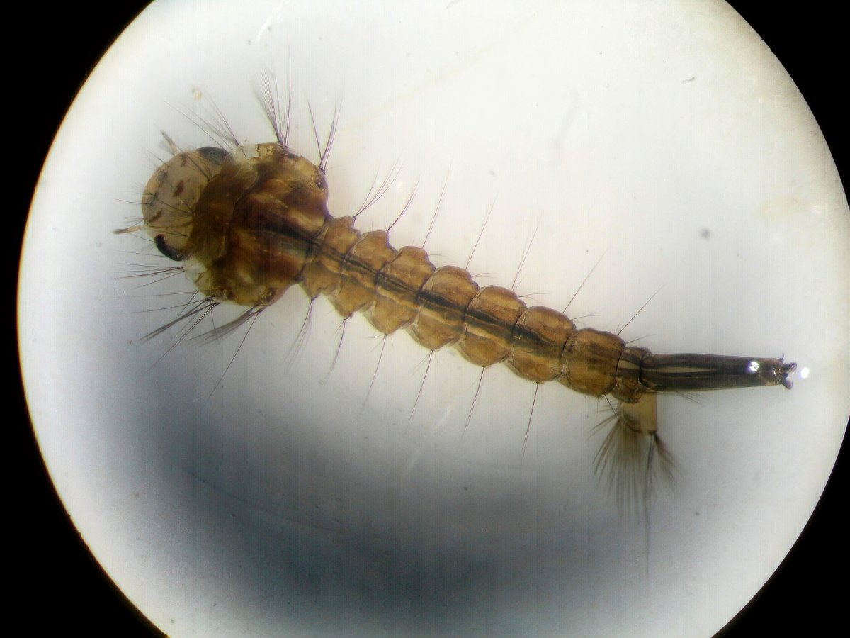 Личинки комаров долгоножек