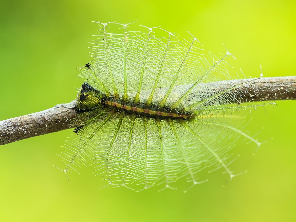 Яйца комара