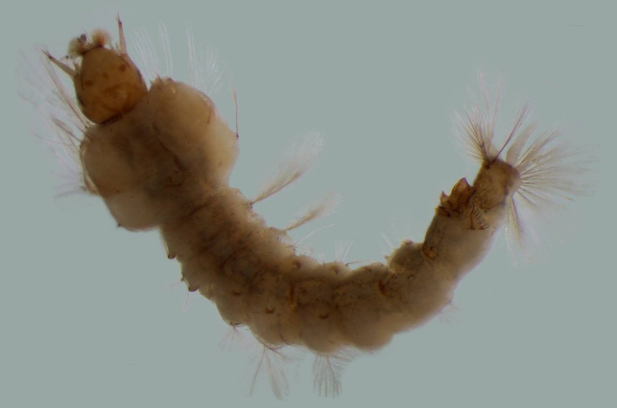 Личинка комара фото