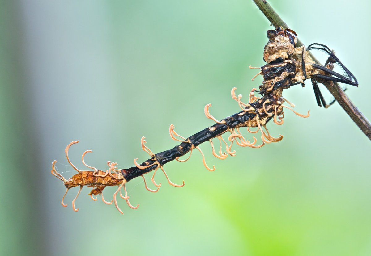 Личинки малярийных комаров