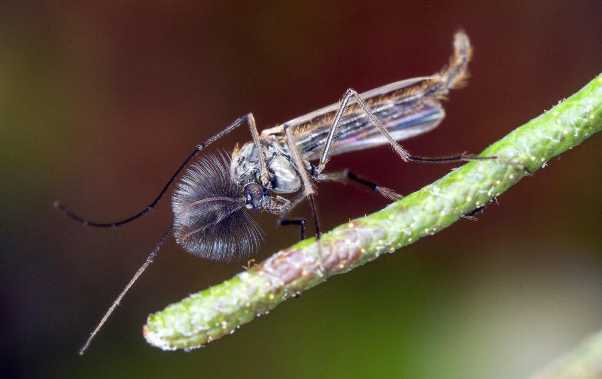 Личинка комара рода кулекс