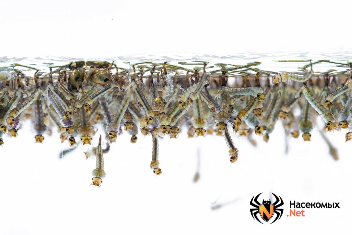 Мальки комаров