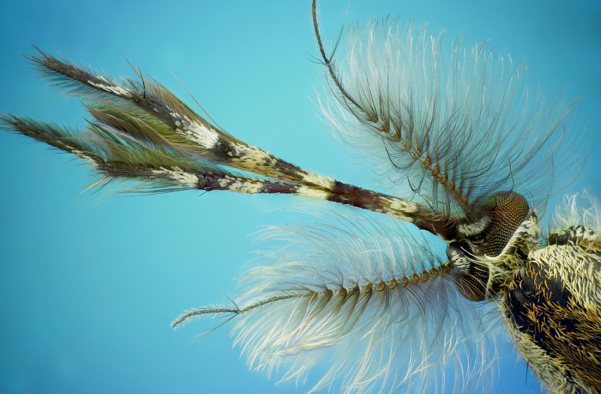 Яйца и личинки комаров