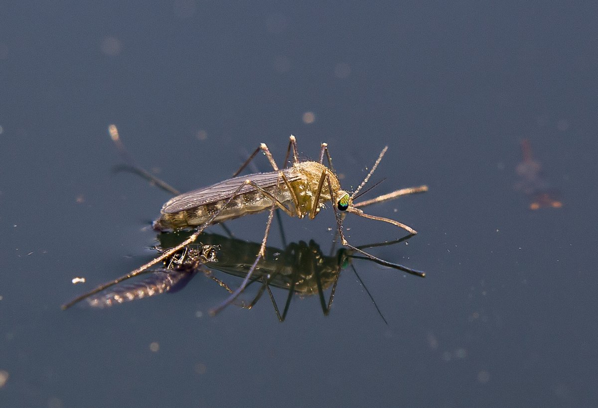 Личинки водных насекомых