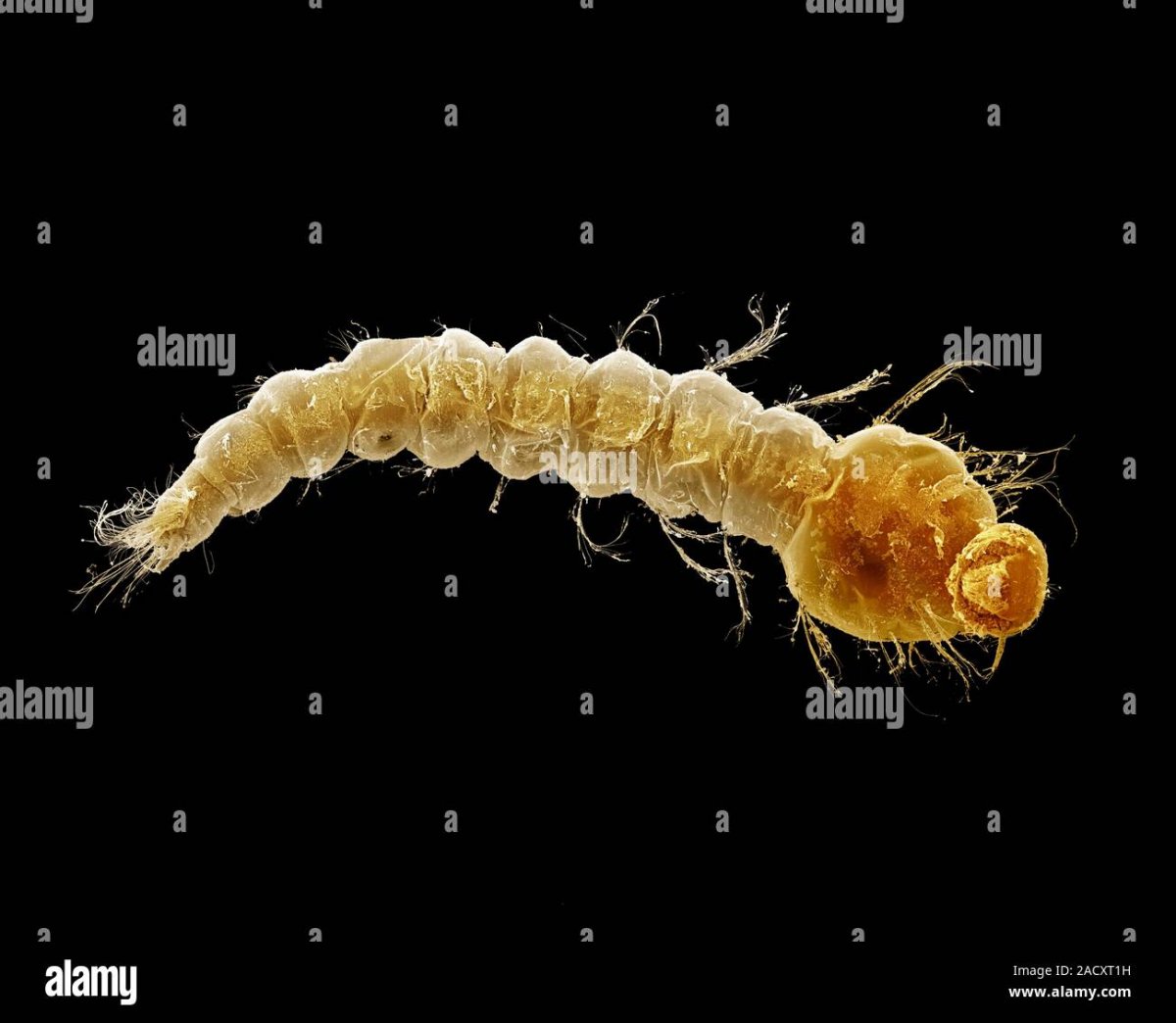 Личинки долгоножек(Tipulidae)