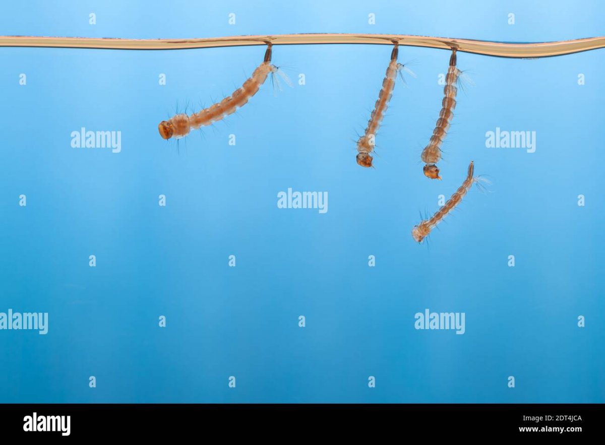 Личинка Стрекозы (Libellulidae) отряд