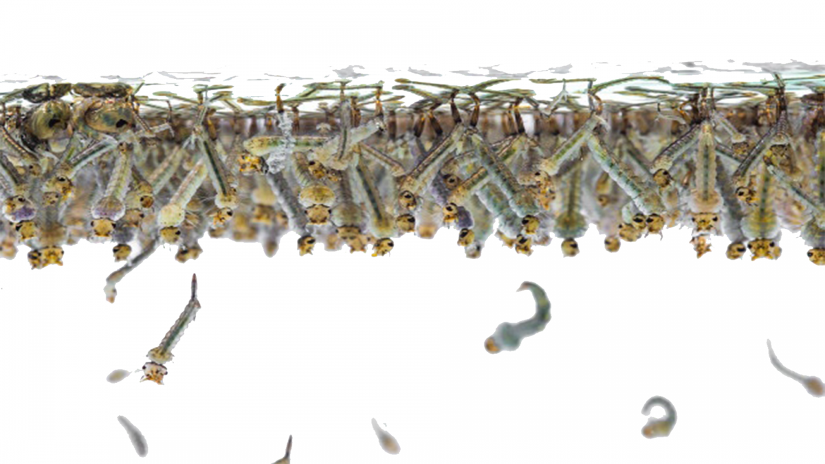 Личинки комаров в канализации