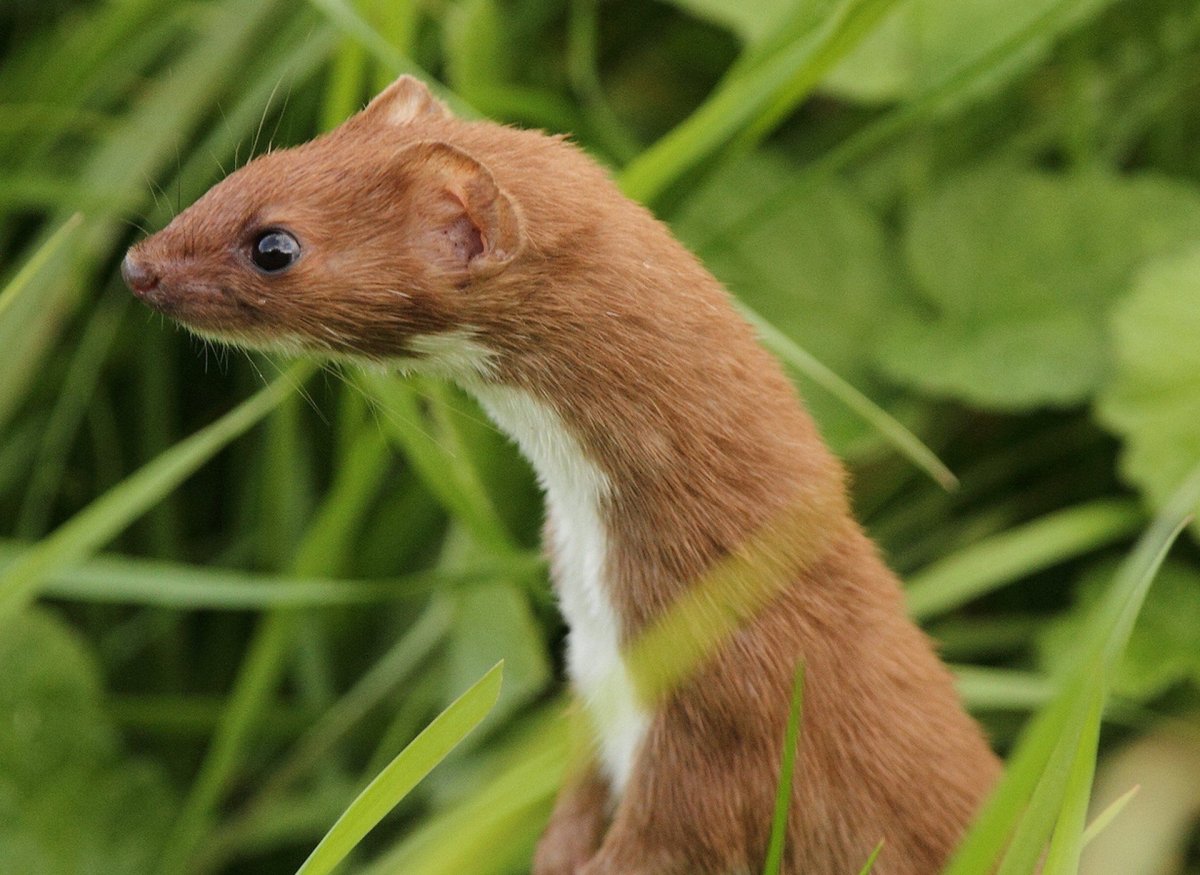 Горностай животное