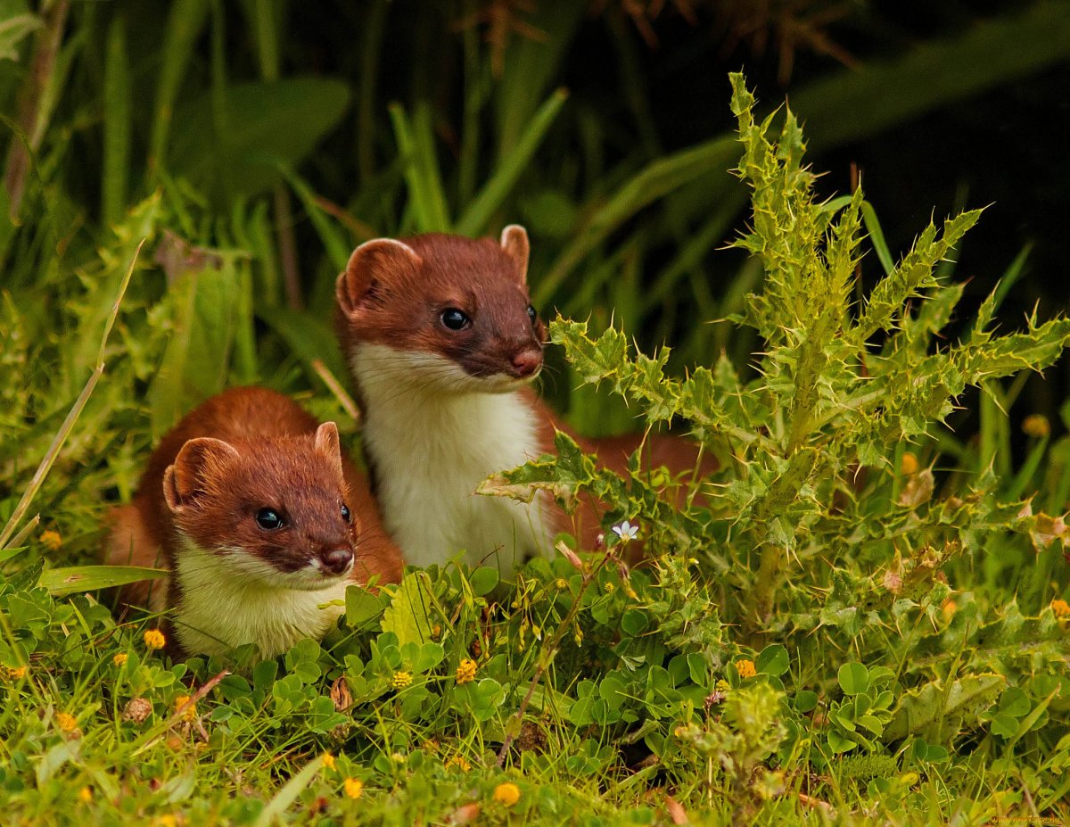 Куница ласка горностай