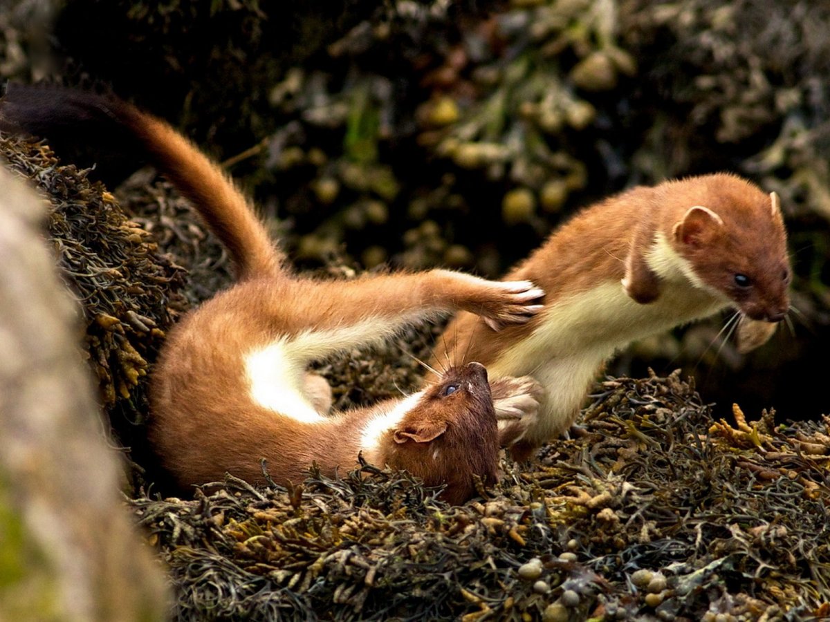 Горностай с добычей