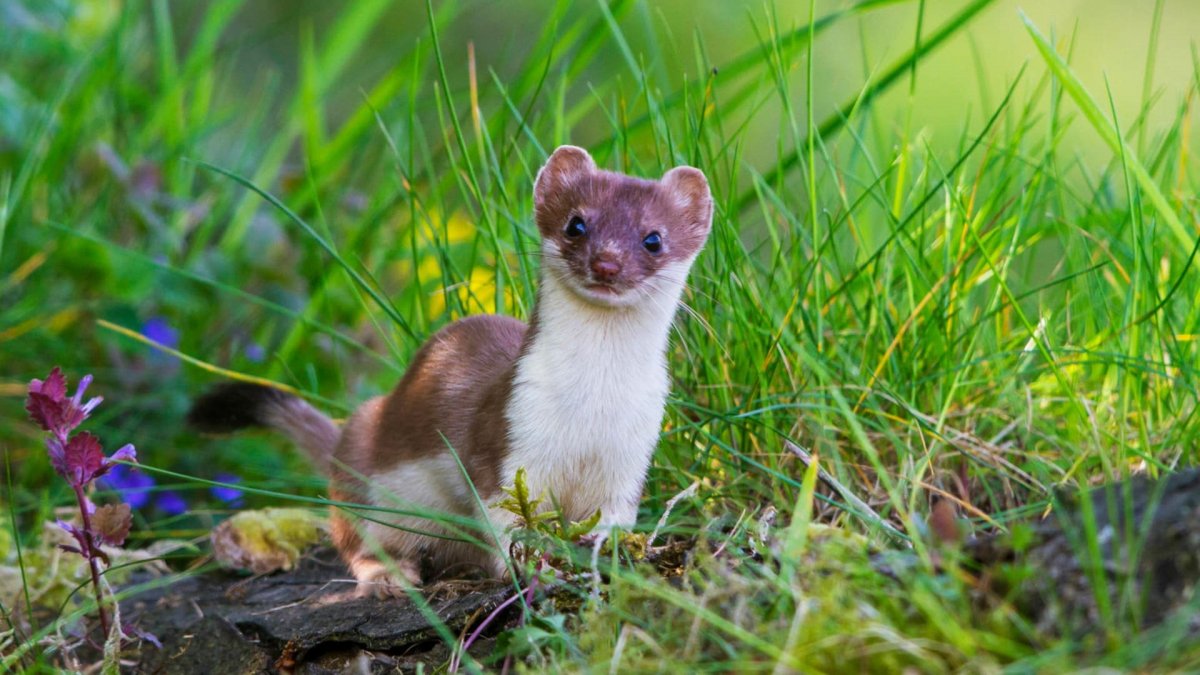 Ильменский заповедник ласка