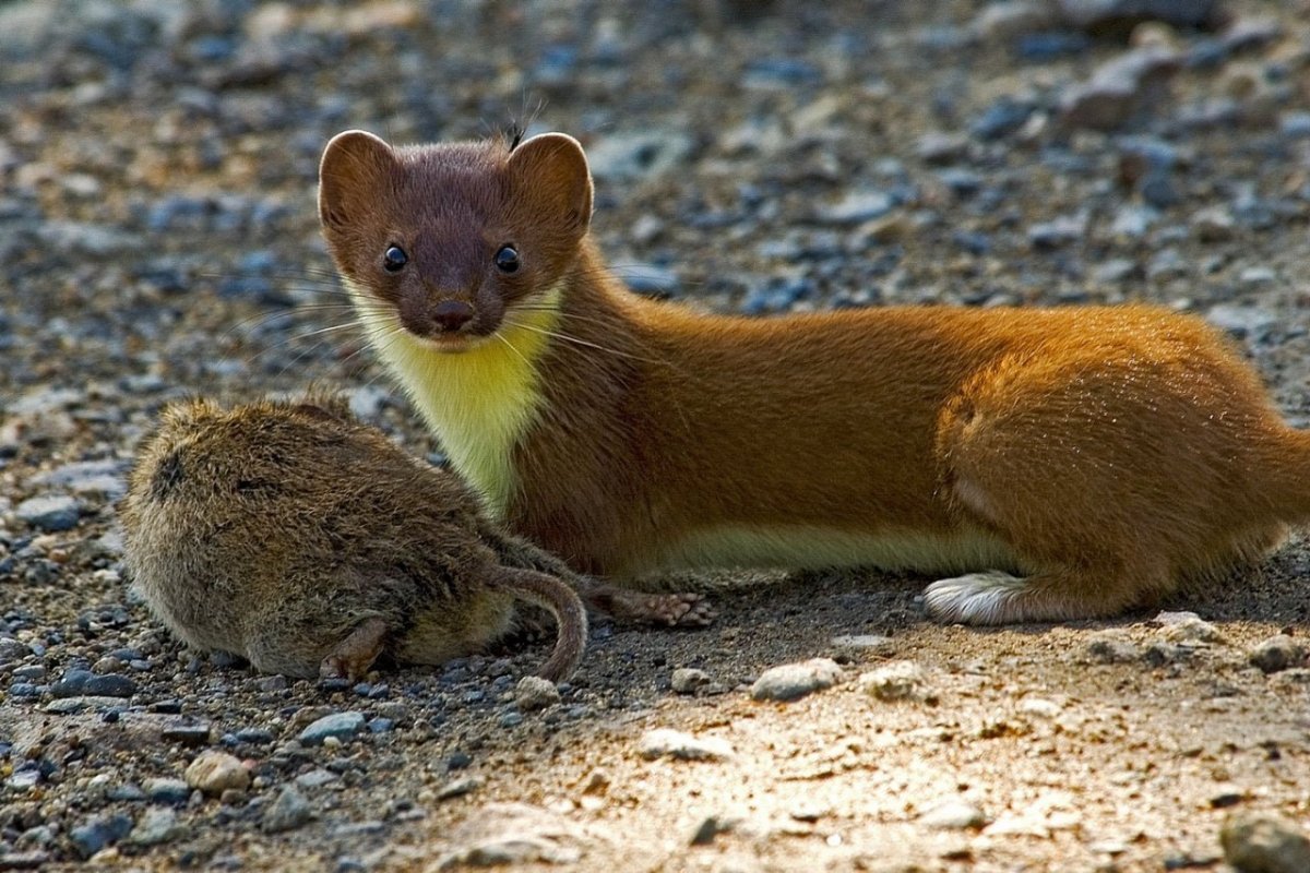 Куница Соболь горностай