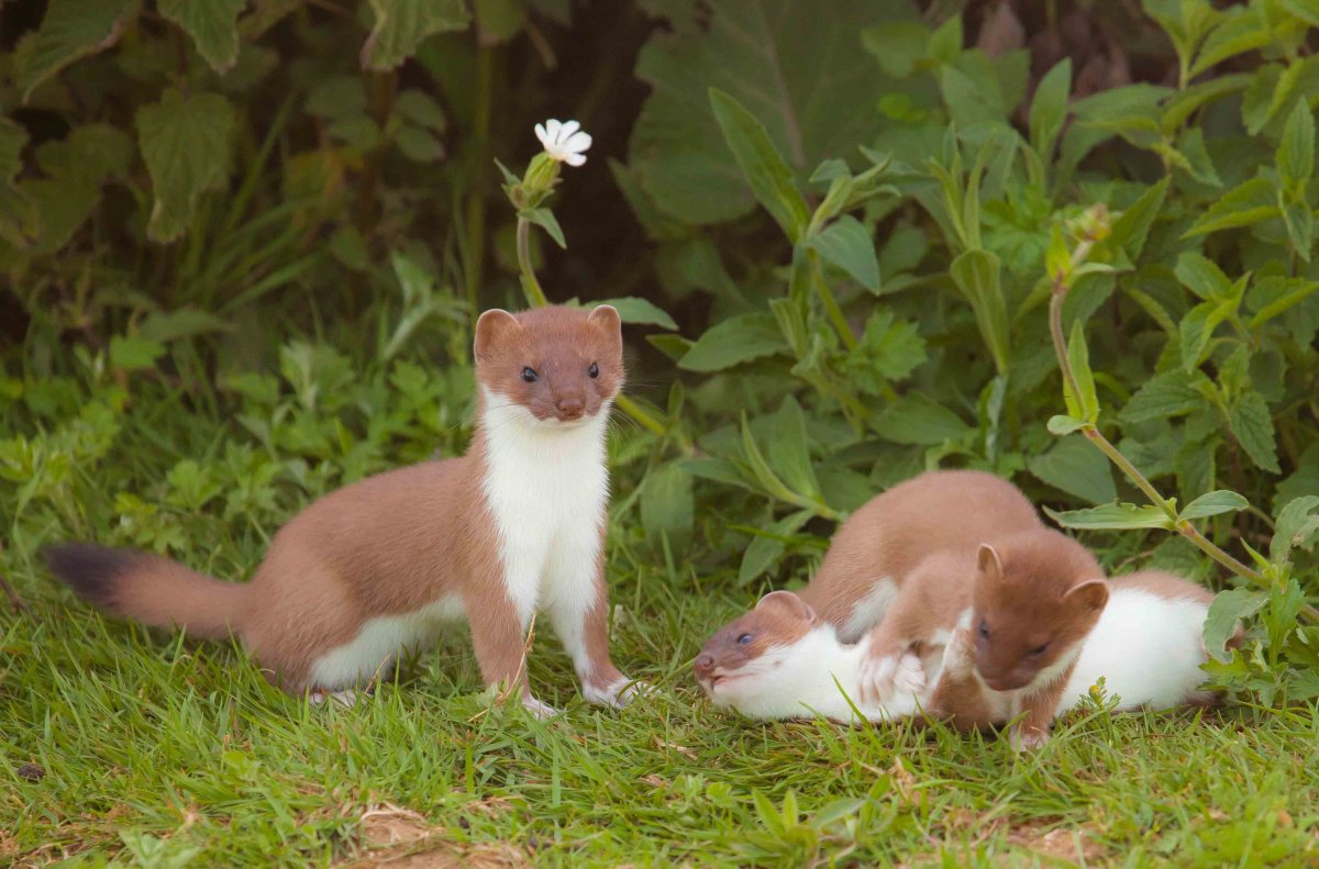 Горностай в Уэльсе