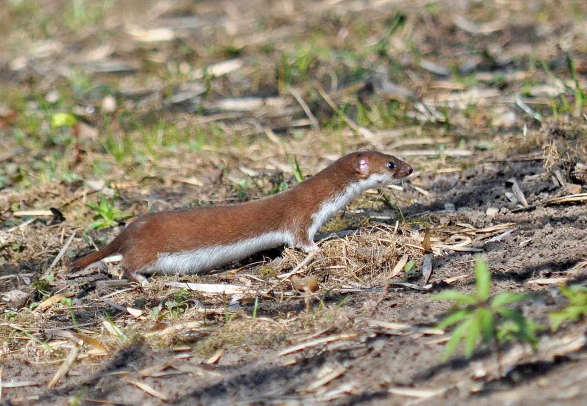Ласка Подмосковная