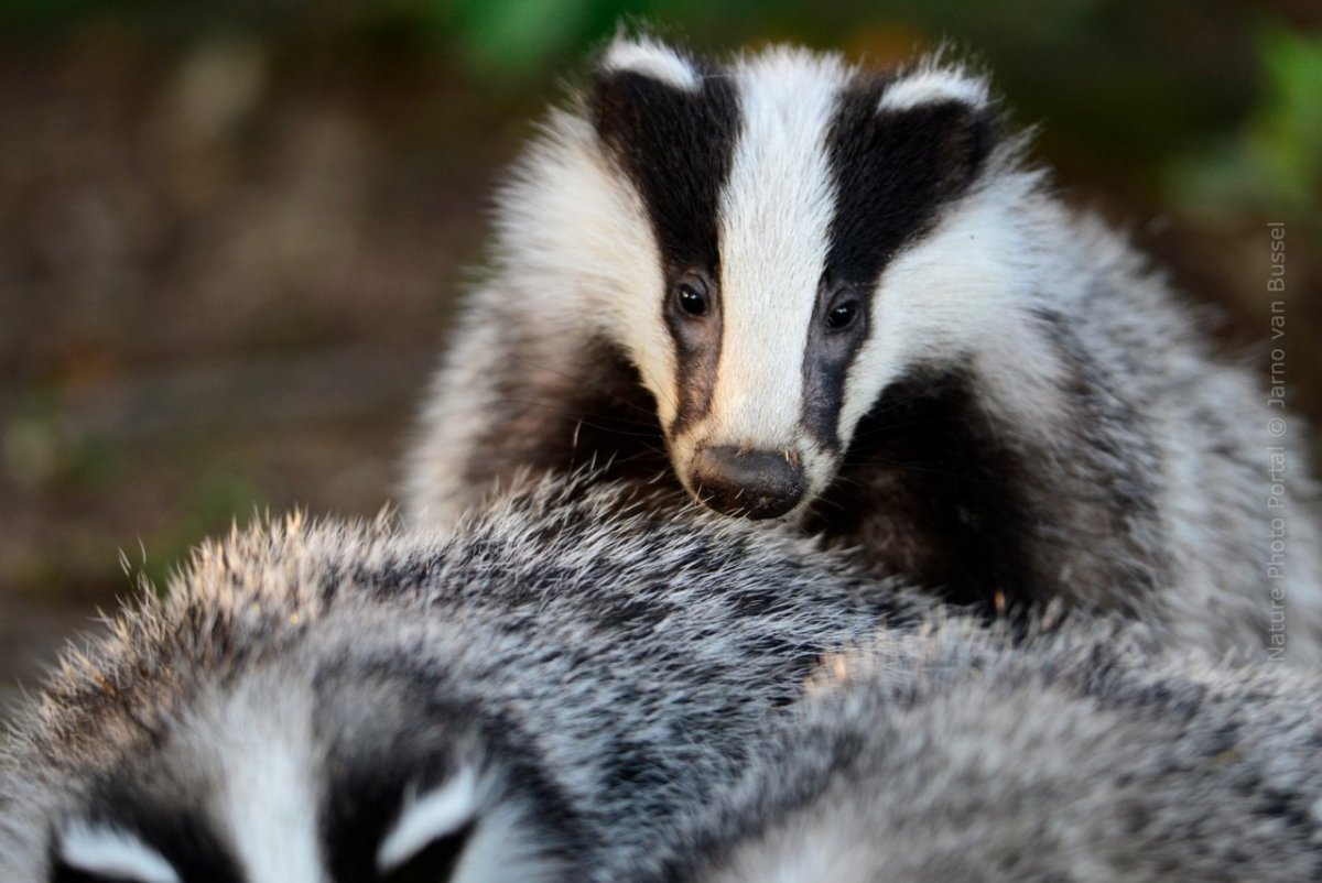 Енотовидный барсук