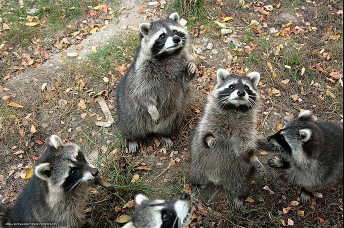 Толпа енотов