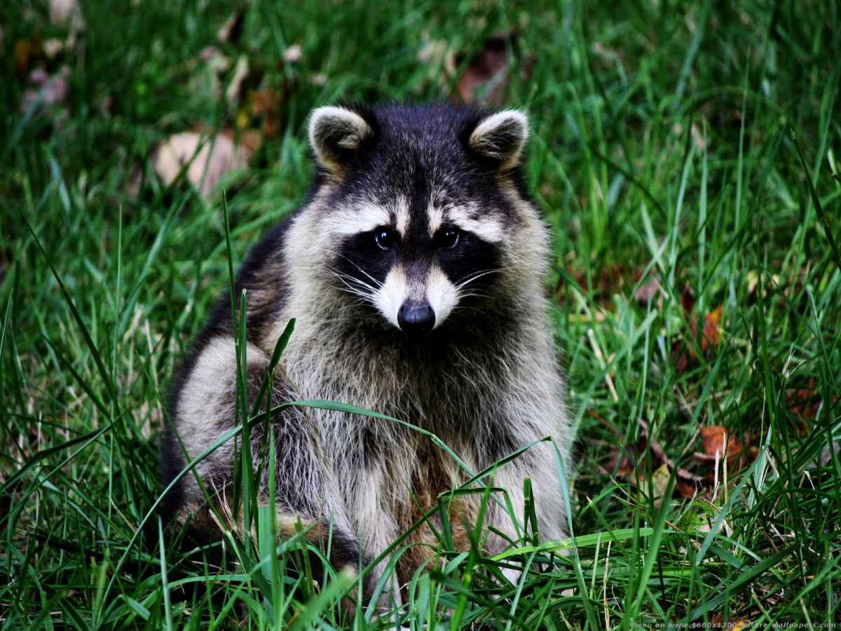Европейский барсук