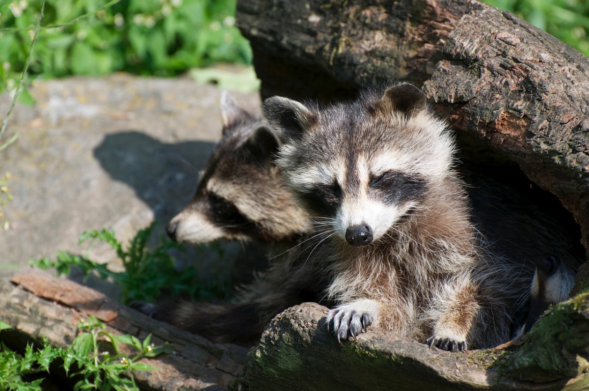 Тремарьясский енот