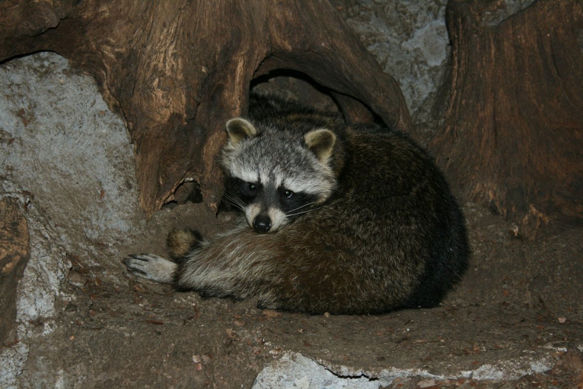 Барсук робот