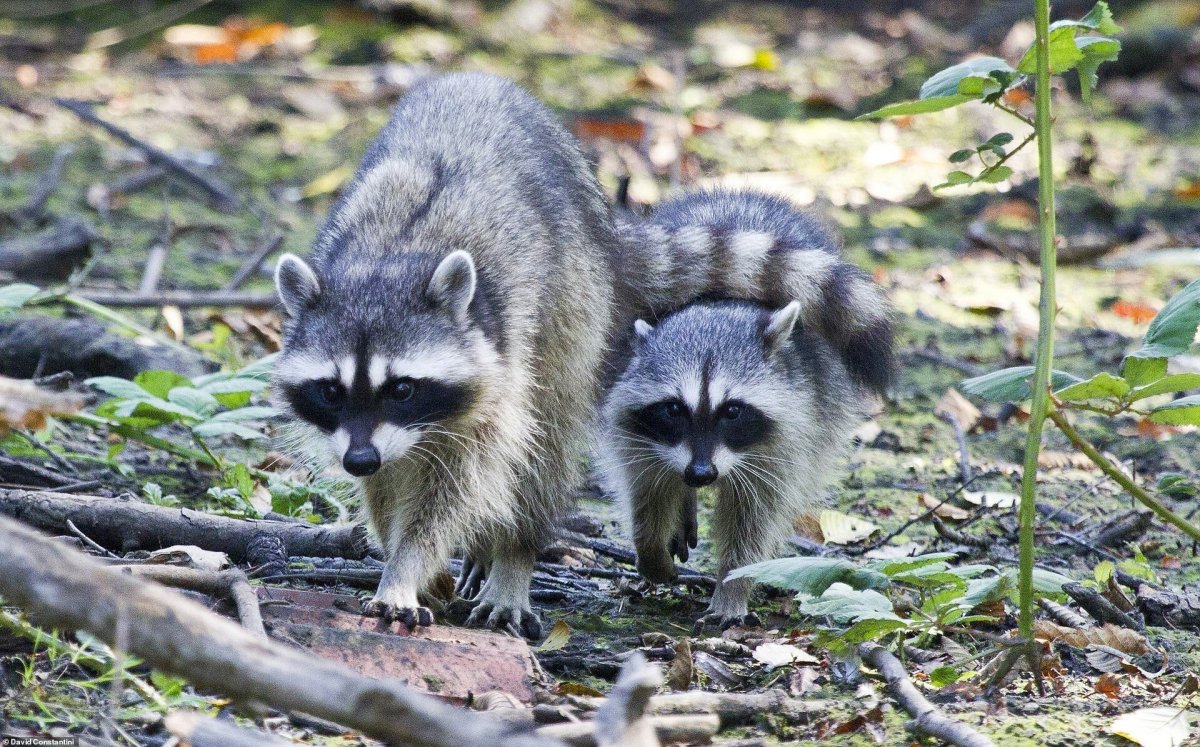 Косумельский енот