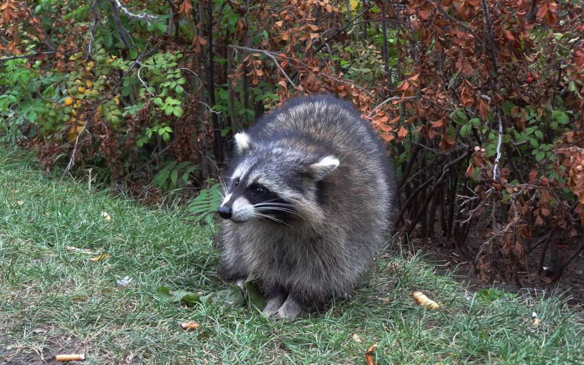 Барсук в Амурской области