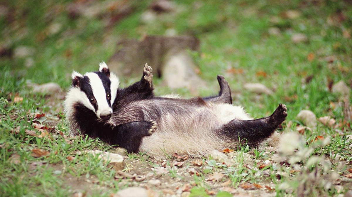 Енотовидный барсук