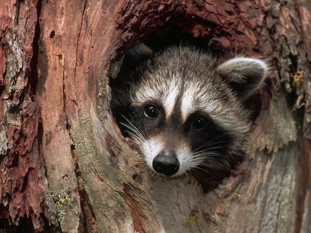 Енот полоскун в дикой природе