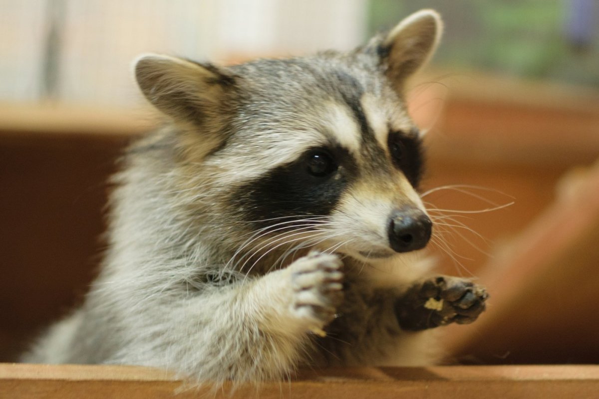 Рыжий енот полоскун