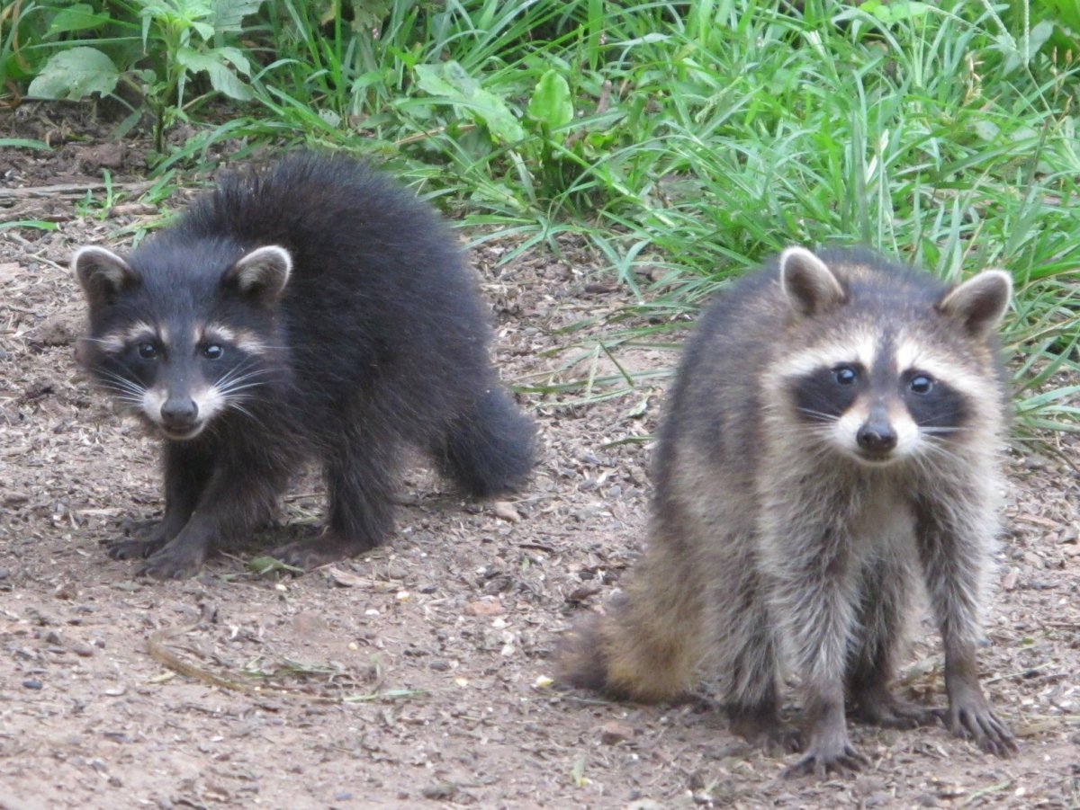 Енотовидный барсук