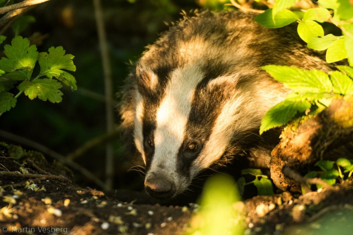 Алтайский барсук