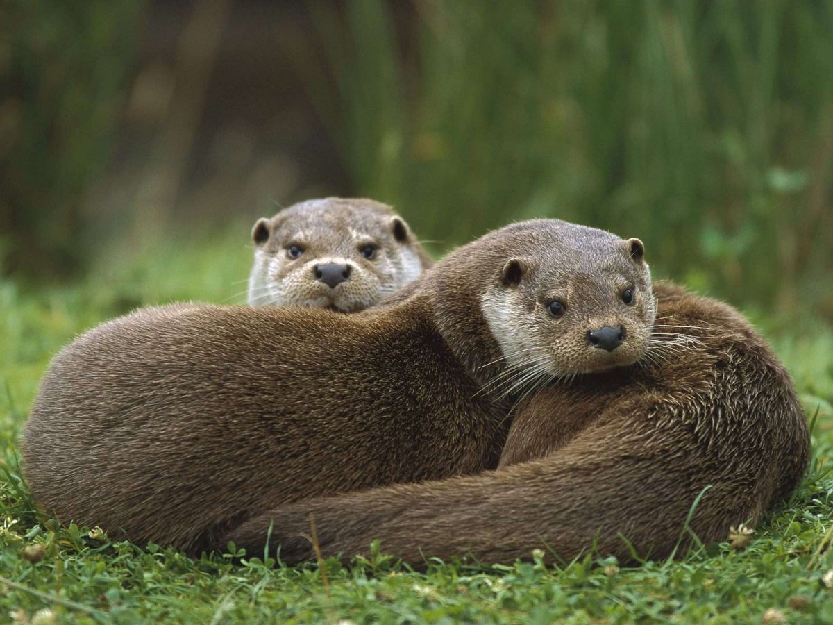 Выдра Lutra Lutra Linnaeus