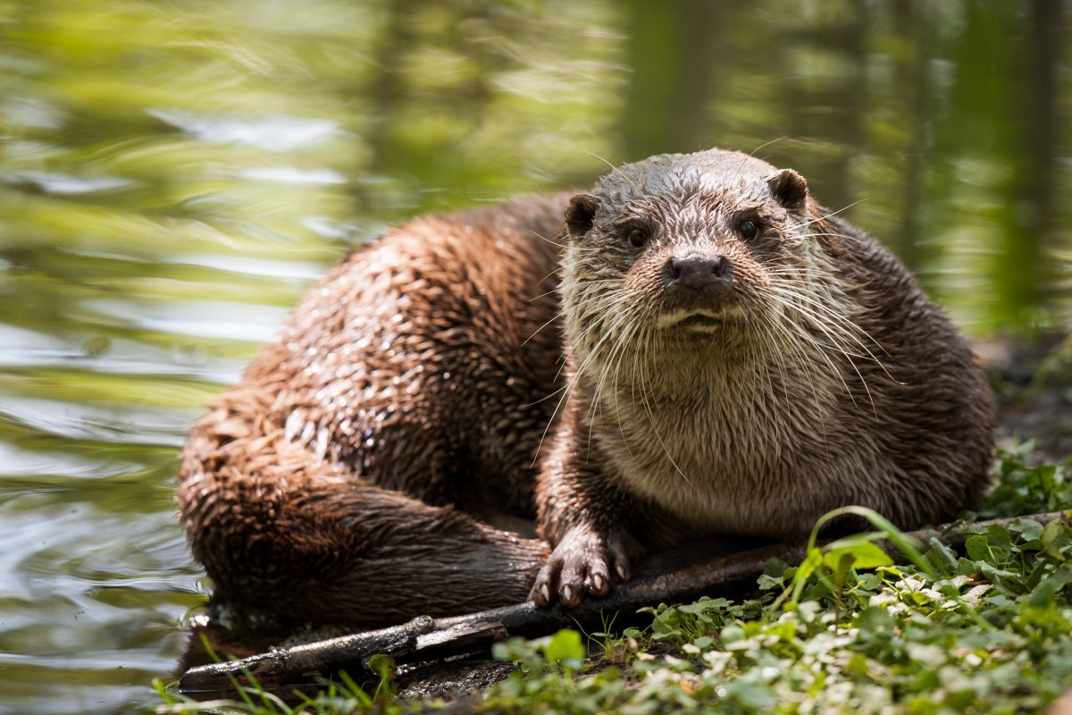 Бобр ондатра выдра
