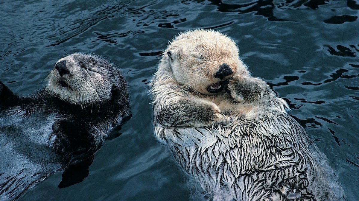 Калан Эстетика