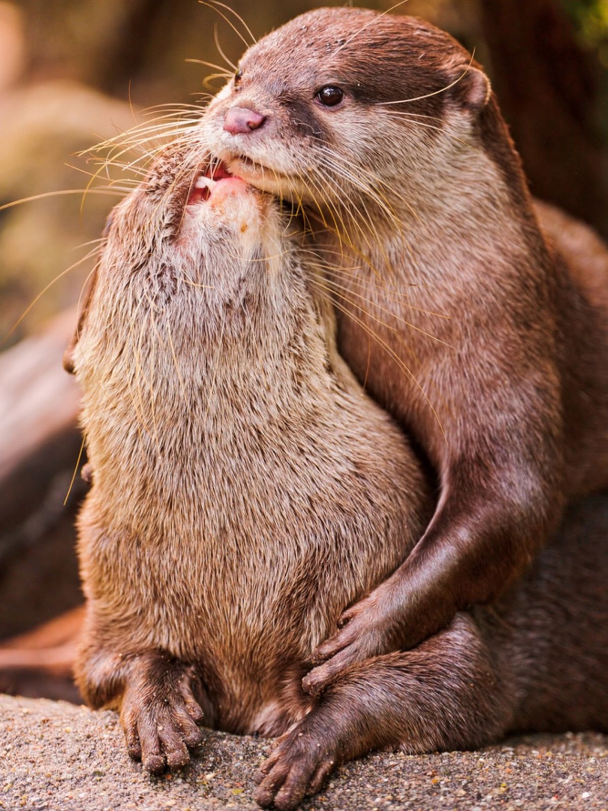 Лондонский зоопарк выдры