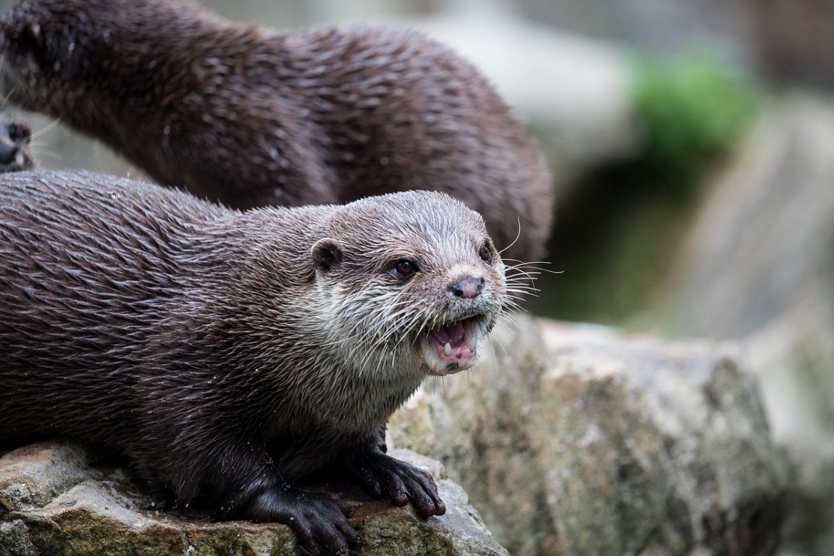 Любовь выдры