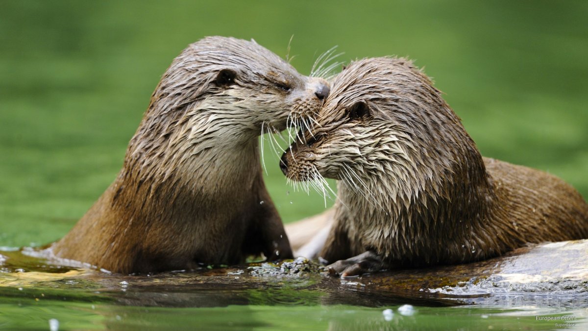 Морская выдра