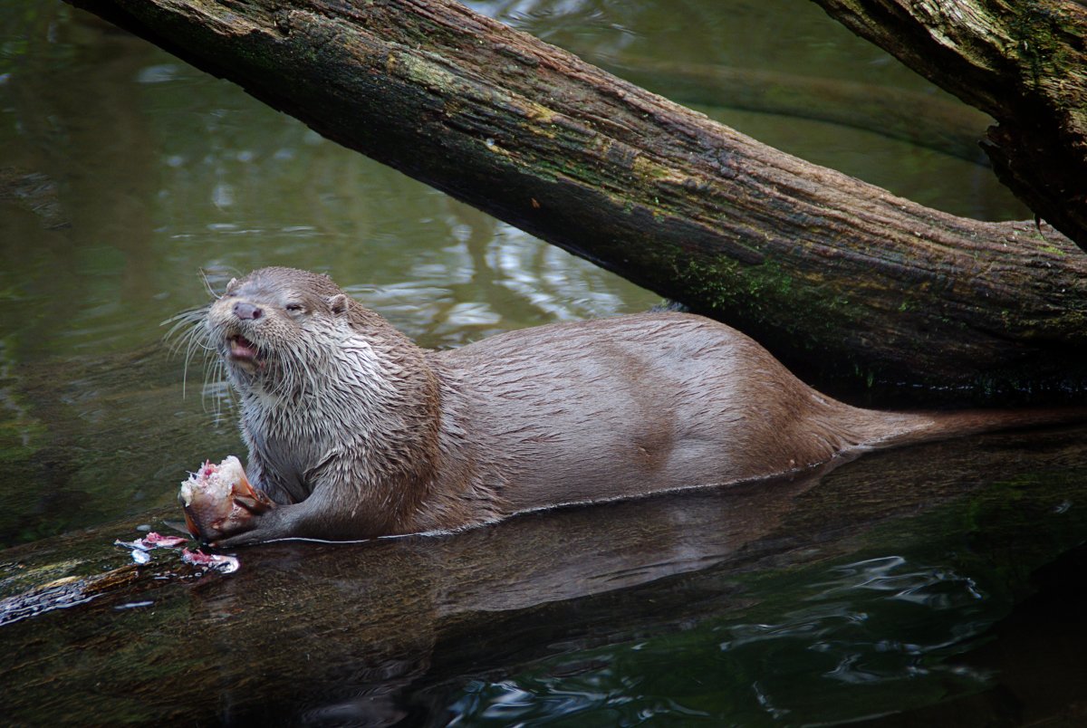 Детеныш сифаньской выдры