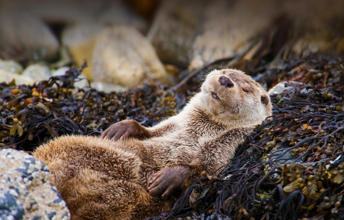 Соболь норка выдра