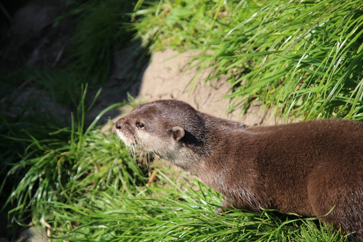 Выдра ондатра норка