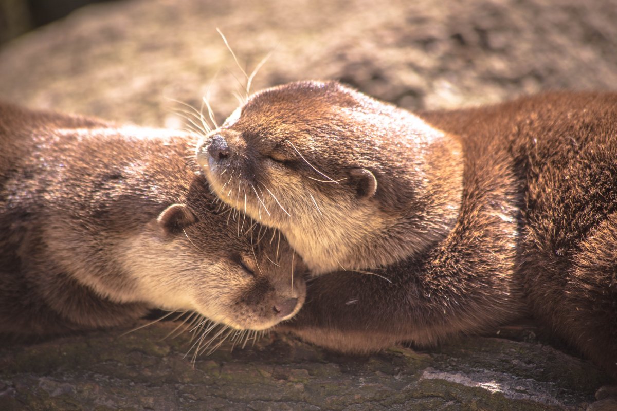 Любовь выдры