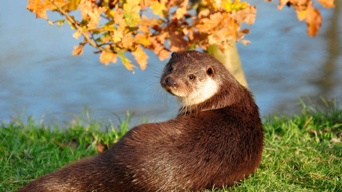 Выдра Речная черная