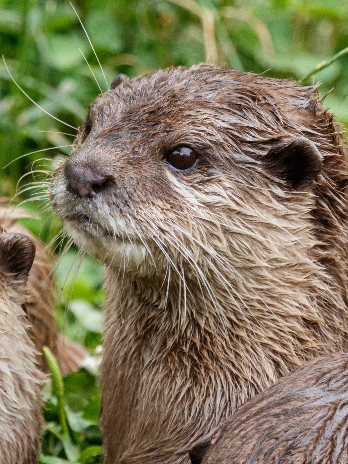 Выдра Речная