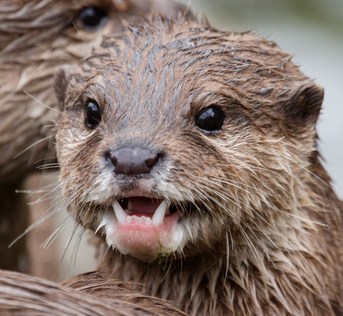 Выдра в зоопарке