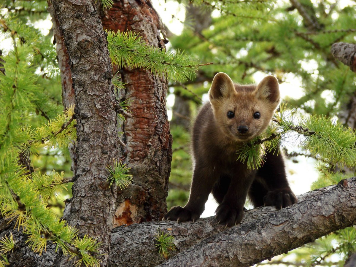 Соболь в природе