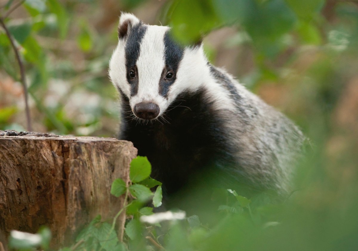 Спящий барсук