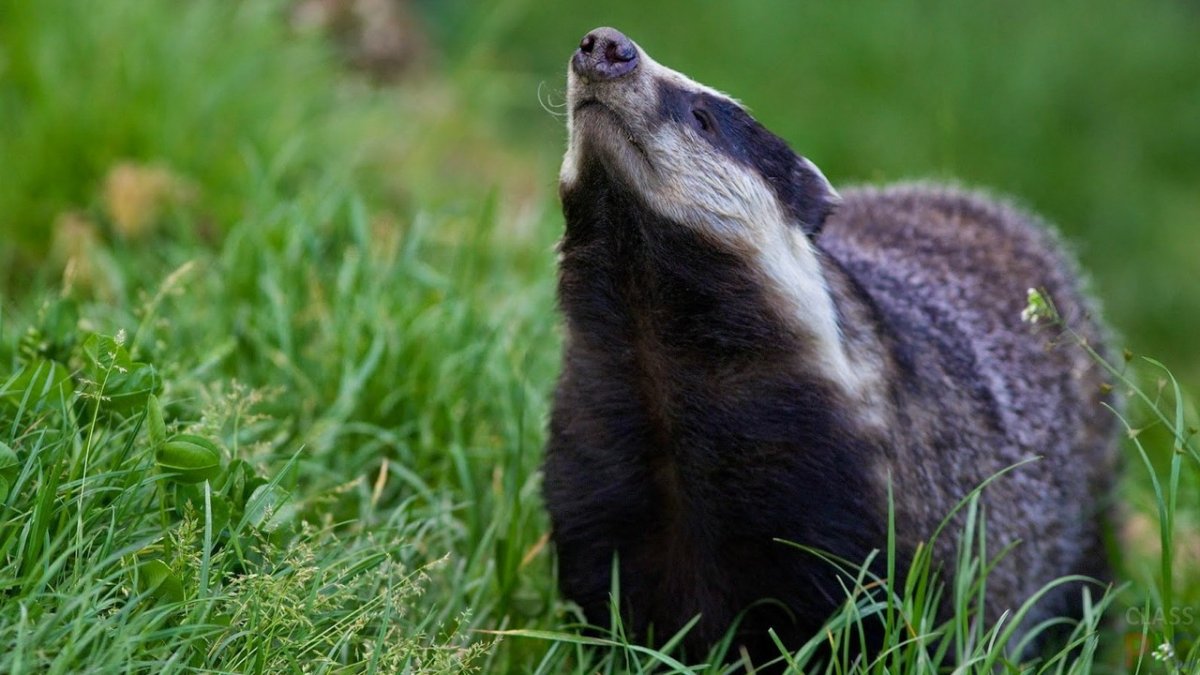 Бодрый барсук