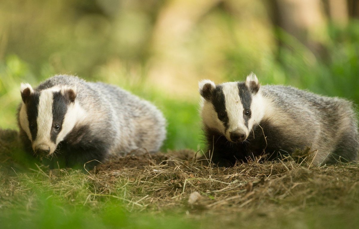 Барсук зимой в лесу