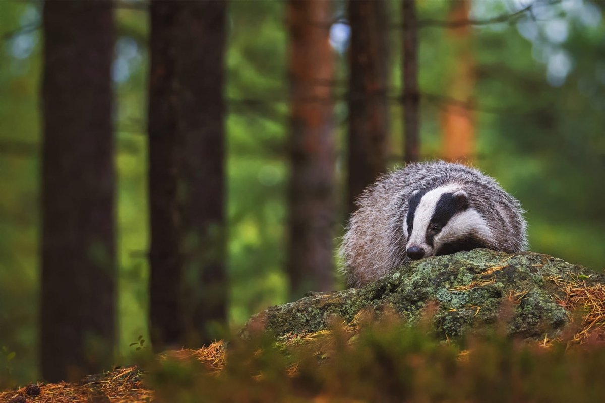 Барсук в Карелии