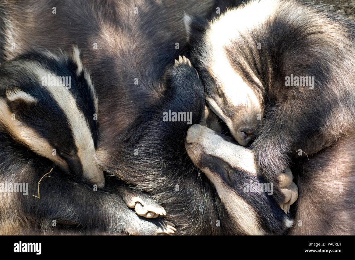 Американский барсук и медоед